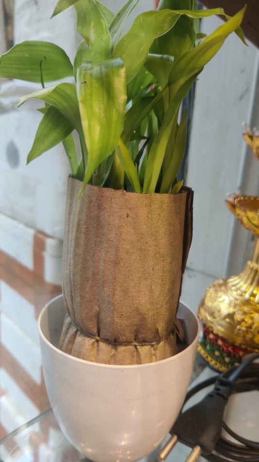 Lucky bamboo plant with bowl